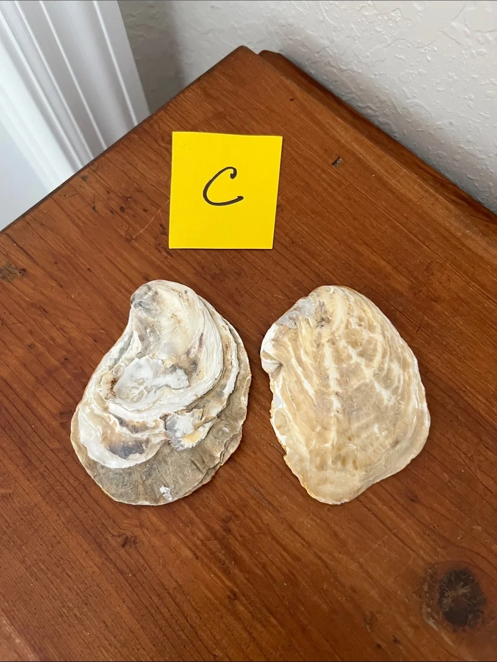 Pair of White Oyster Shell Trinket Dishes with Gold Edging Great for Crafting